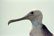 Picture 'Eq1_32_15 Frigatebird, Galapagos, North Seymour'